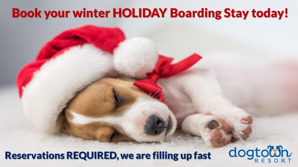 Holiday Boarding Vacation with Dogtown Resort Dogtown