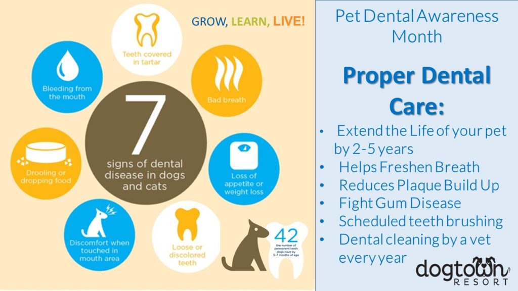 February is Pet Dental Awareness Month at Dogtown Resort Dogtown